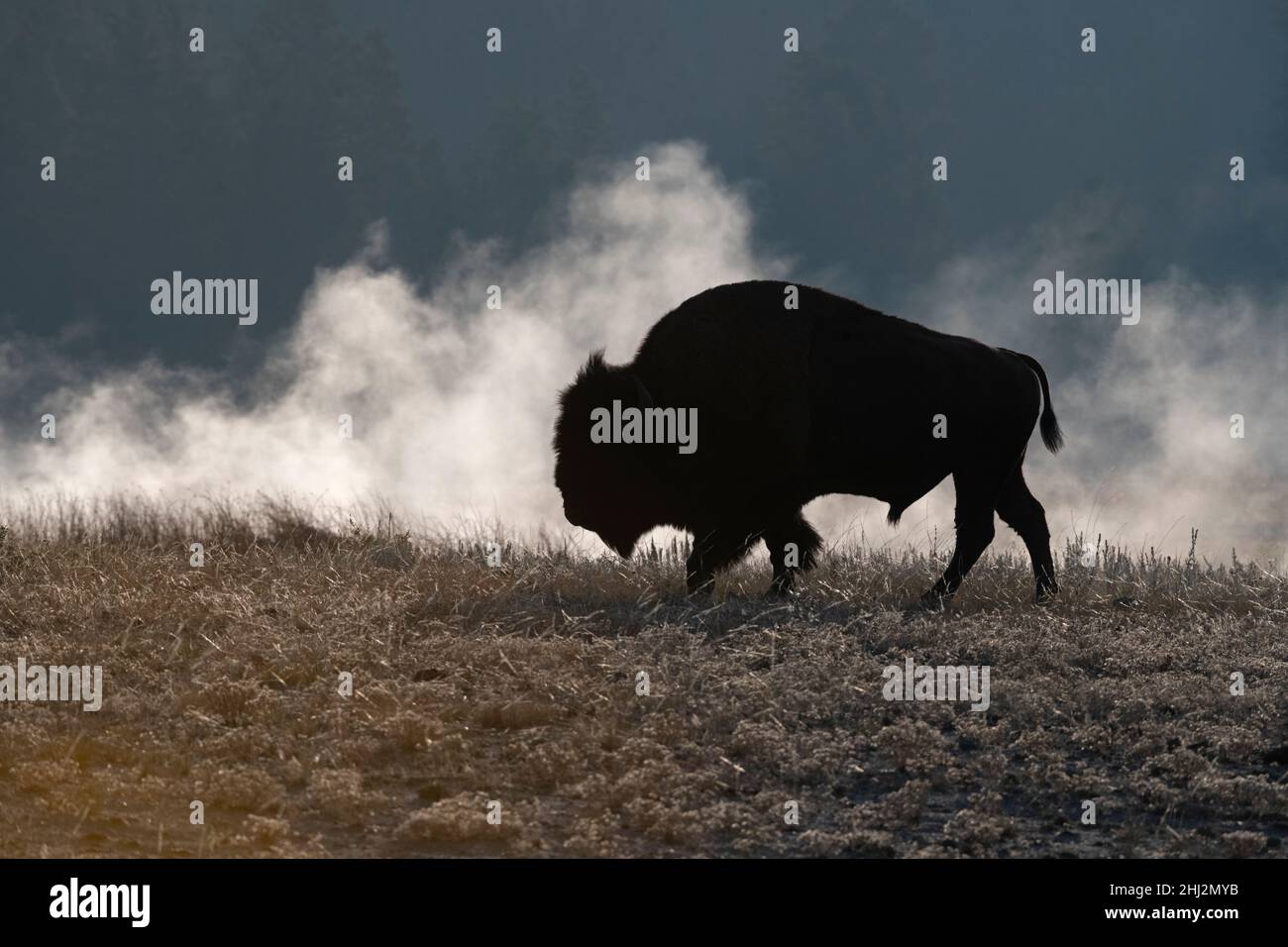 An American Buffalo (Bison bison) in a thermal area of Yellowstone National Park, Wyoming, USA. Stock Photo