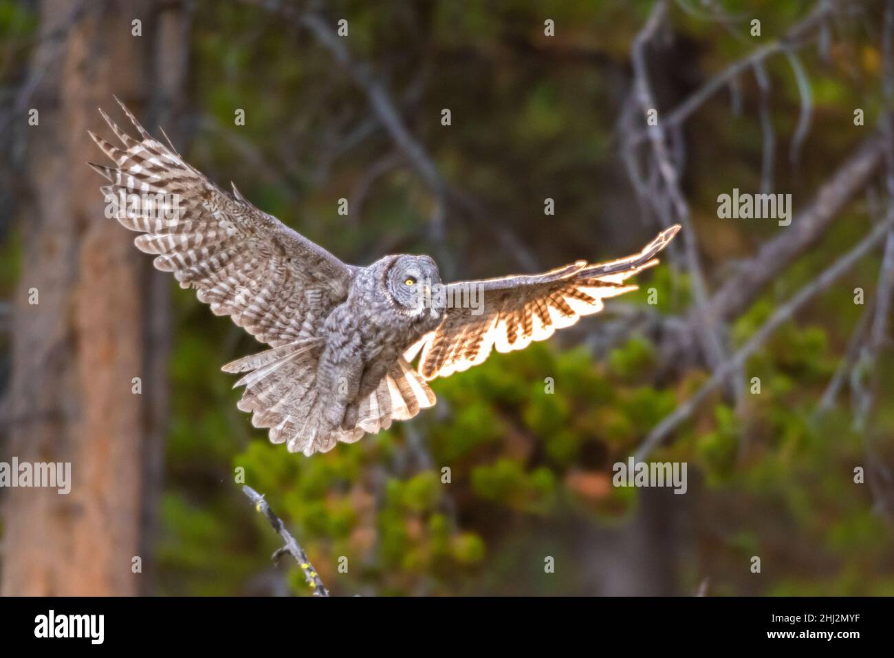 Great Gray Owl (Strix nebulosa) in flight.  September in Yellowstone National Park, Wyoming. Stock Photo