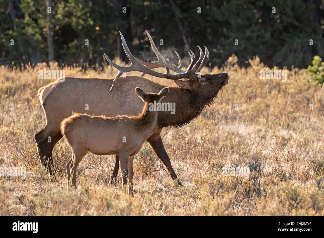 Bull Elk (Cervus canadensis). A calf watches the big bull pass by during the elk rut in Yellowstone National Park, Wyoming, USA. Stock Photo