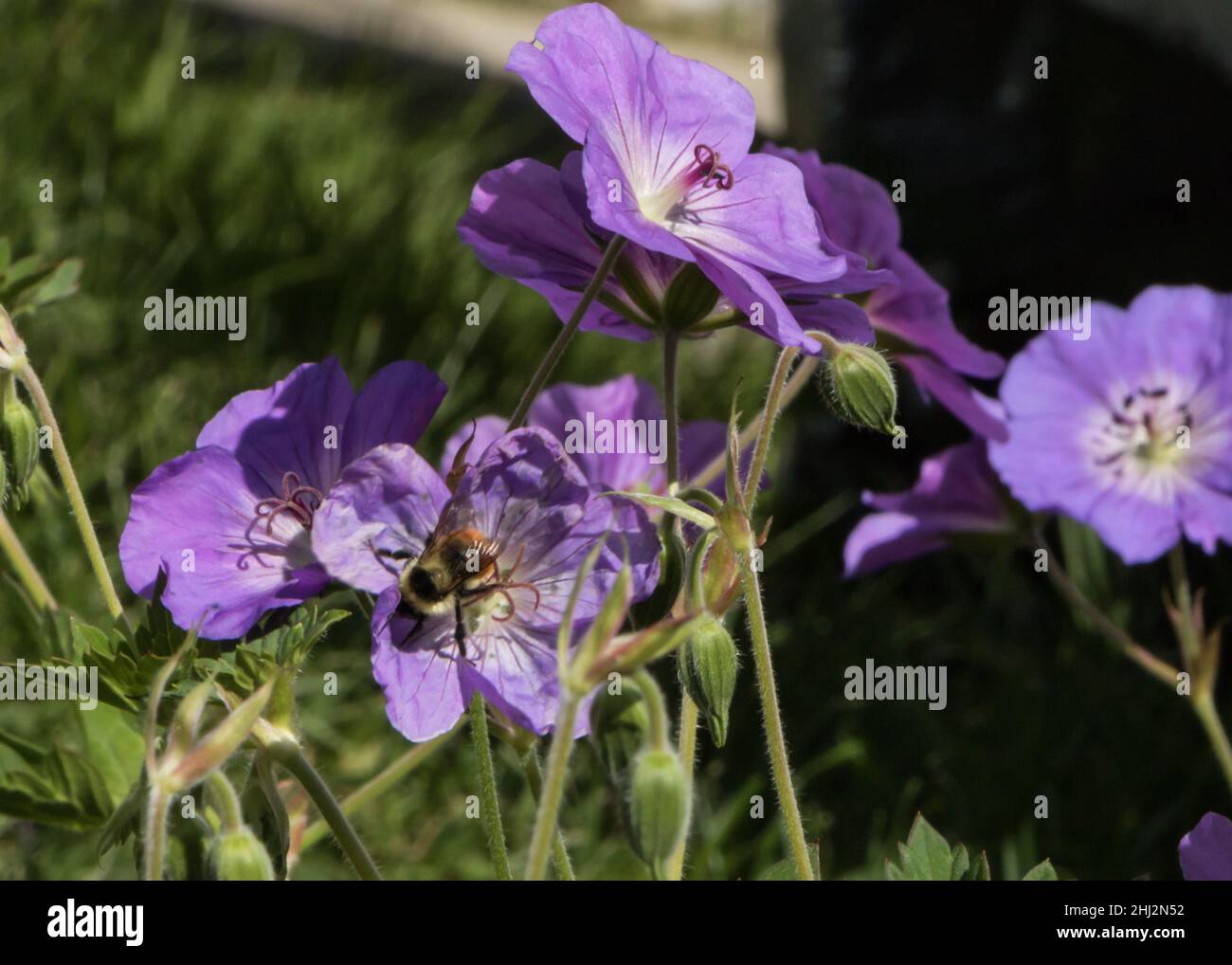 Bumblebee Pollinating a Purple Flower Stock Photo