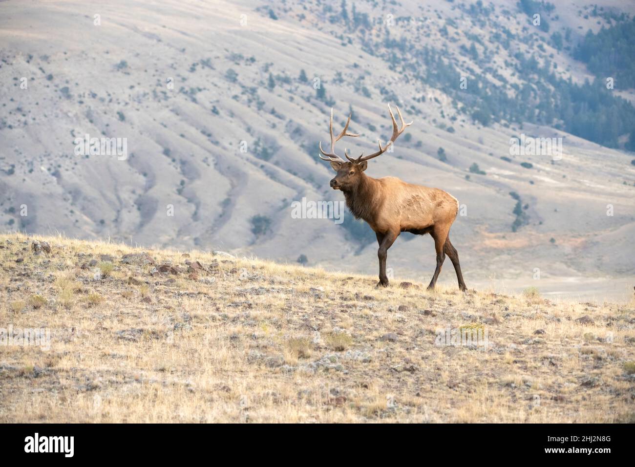 Bull Elk (Cervus canadensis). October in Yellowstone National Park, Wyoming, USA. Stock Photo