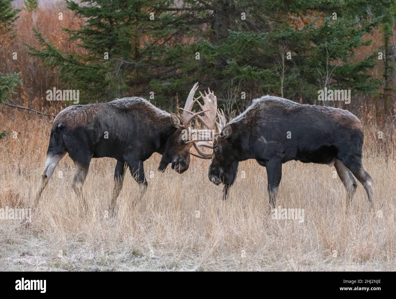 Bull Moose (Alces alces) fighting during mating season. Autumn in Grand Teton National Park, Wyoming, USA. Stock Photo