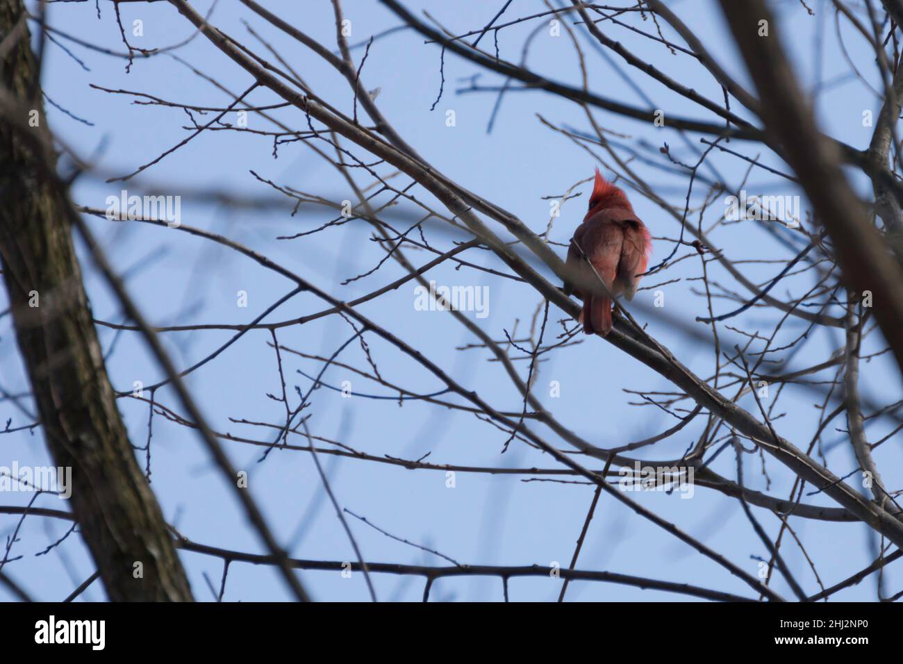 Male cardinal perched on a branch Stock Photo