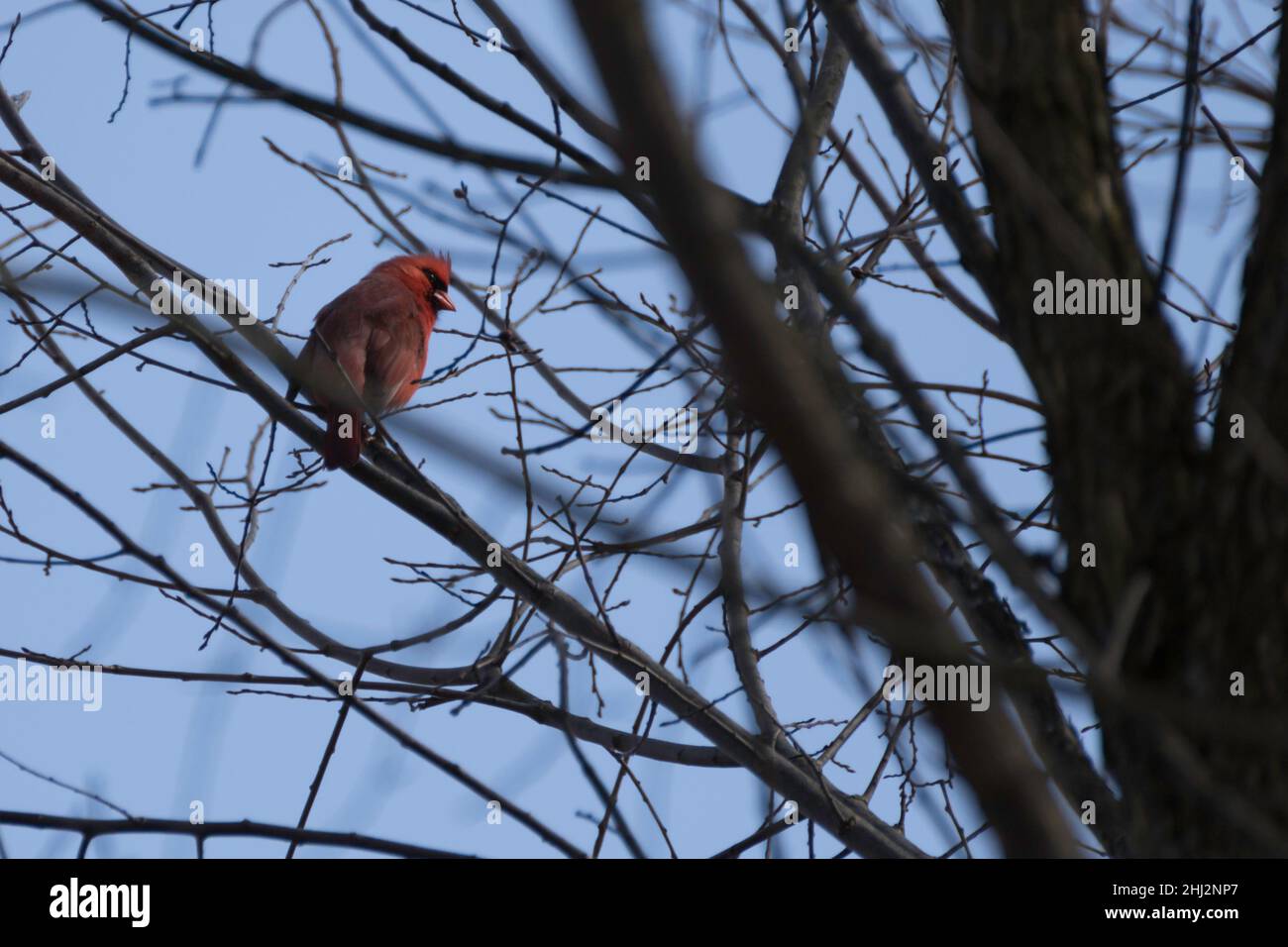 Male cardinal perched on a branch Stock Photo