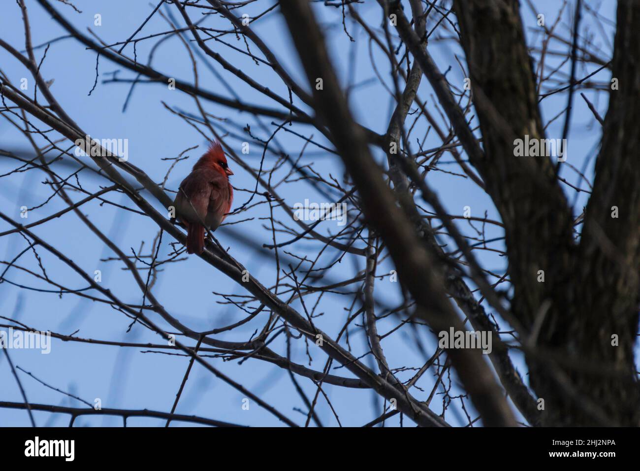 Male cardinal perched on a branch Stock Photo