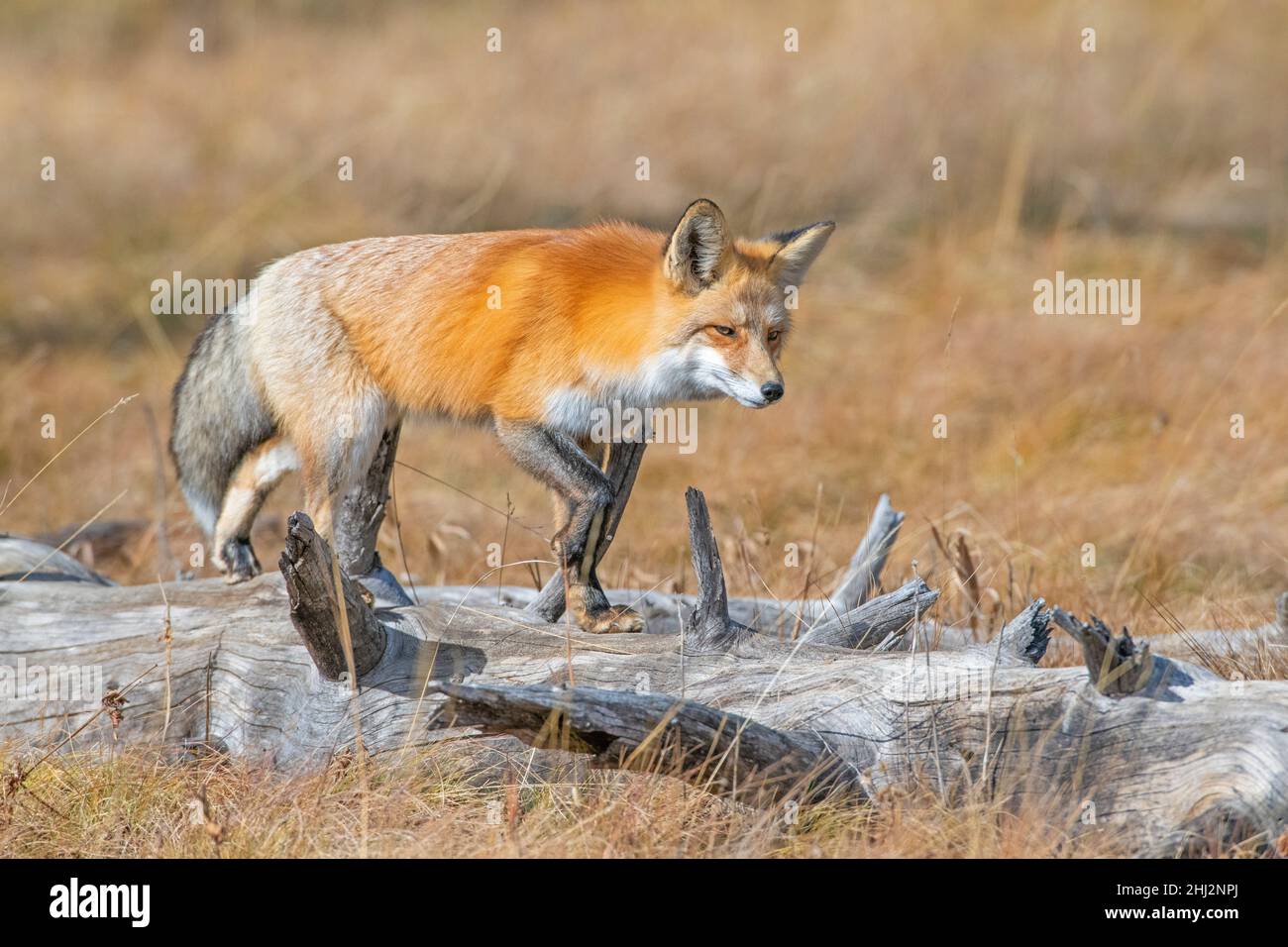 Red Fox (Vulpes vulpes) in its winter coat. Late October in Yellowstone ...