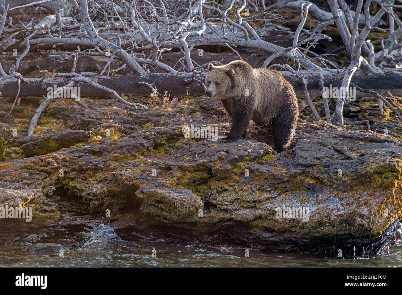 Grizzly Bear (Ursus arctos) along the shore of Yellowstone Lake. October in Yellowstone National Park, Wyoming, USA. Stock Photo