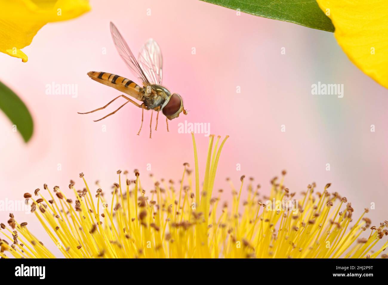 Marmalade hoverfly (Episyrphus balteatus) flies to a flower of rose-of-sharon (Hypericum calycinum) Stock Photo