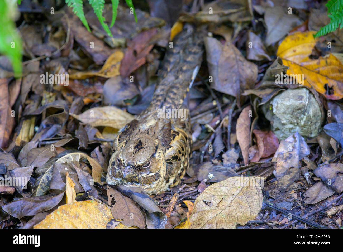 Pauraque (Nyctidromus albicollis), Manuel Antonio, Puntarenas Province, Costa Rica Stock Photo