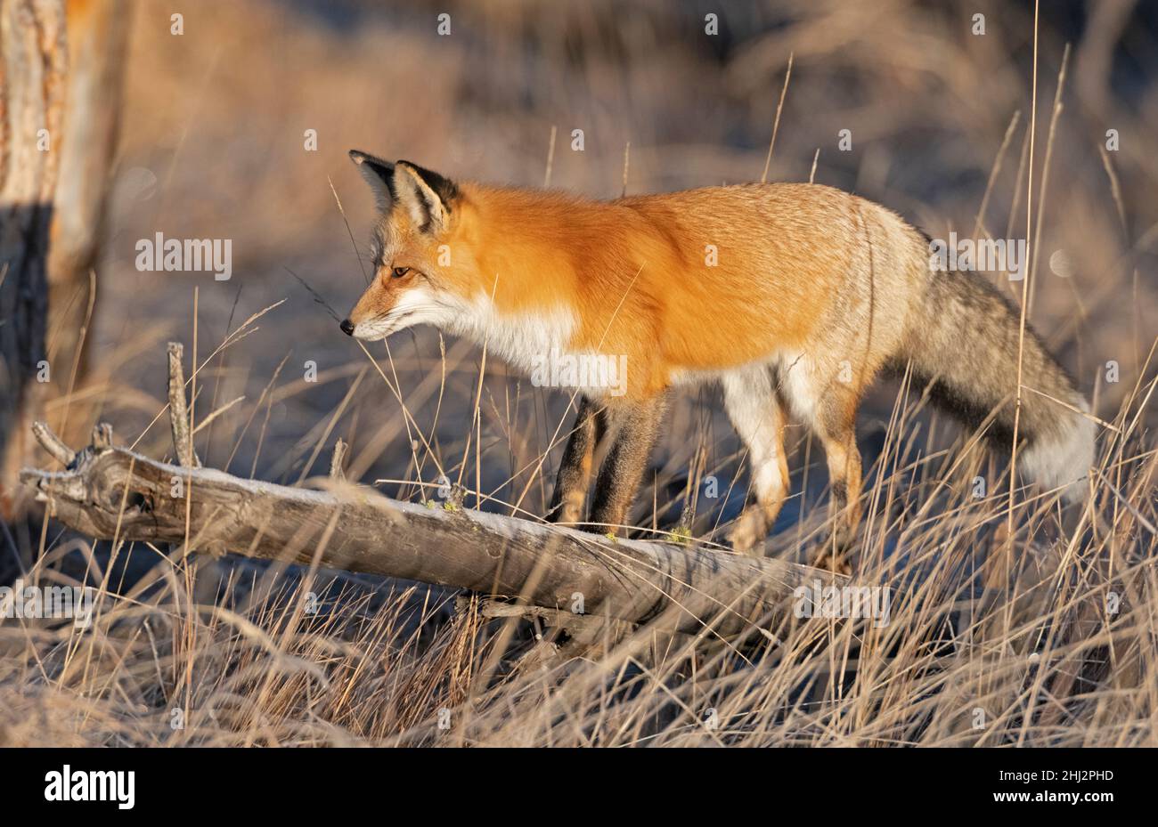 Red Fox (Vulpes vulpes) in its winter coat.  Late october in Yellowstone National Park, Wyoming, USA. Stock Photo