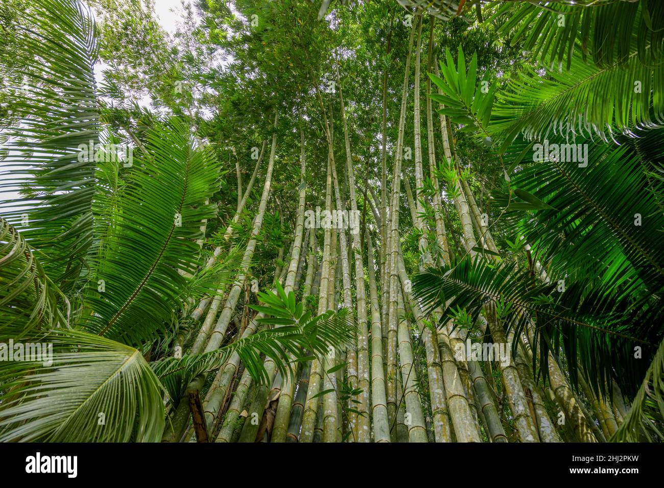 Giant bamboo (Dendrocalamus giganteus) Cascada Verde Hostel, Uvita, Puntarenas Province, Costa Rica Stock Photo