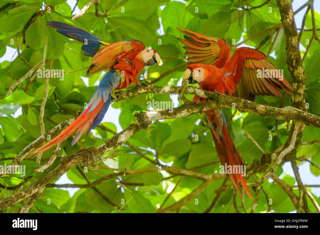 Scarlet macaw (Ara macao), Drake Bay, Puntarenas Province, Costa Rica Stock Photo