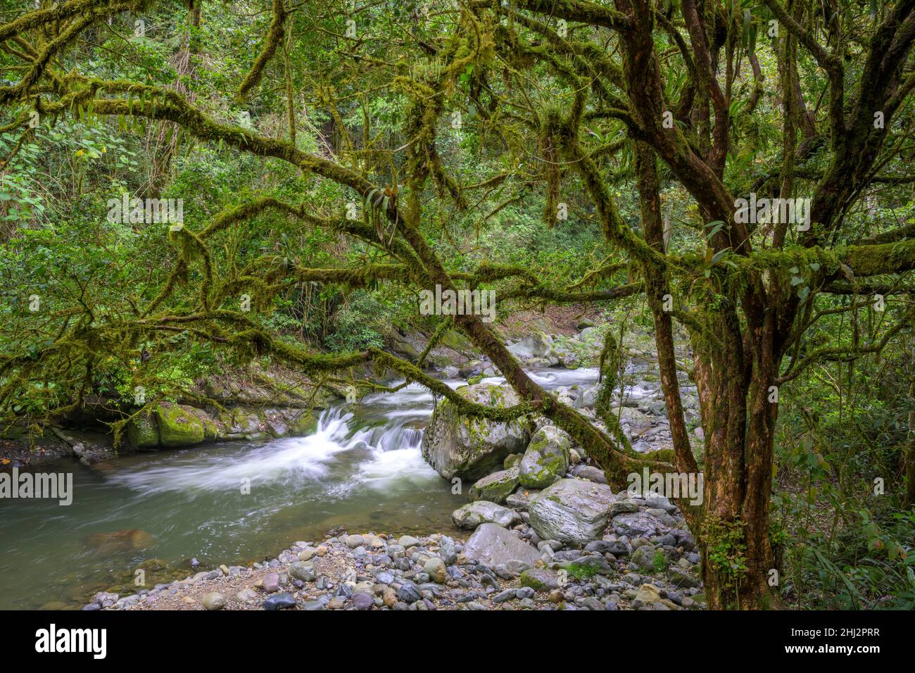 Forest on the Rio Savegre, San Gerardo de Dota, San Jose Province, Costa Rica Stock Photo