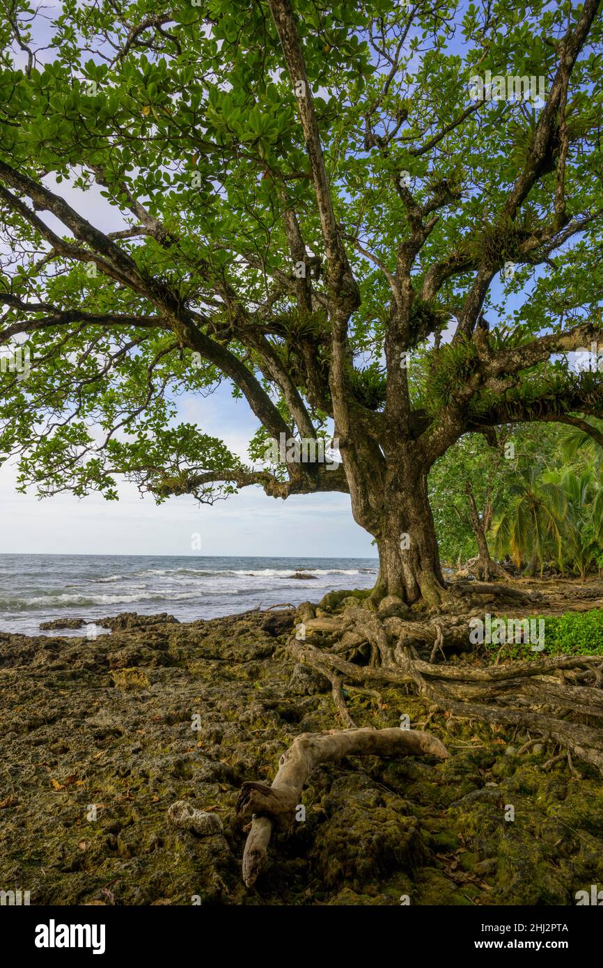 Tree roots and corals lifted out of the water by an earthquake, Caribbean coast, Cahuita, Puerto Limon, Costa Rica Stock Photo