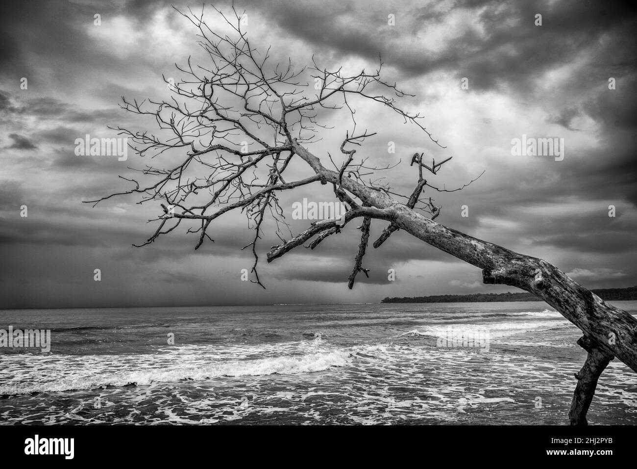 Dead tree on the beach, Cahuita National Park, Puerto Limon, Costa Rica Stock Photo