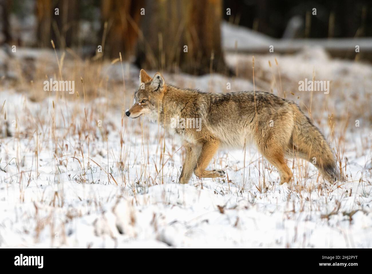 Coyote (Canis latrans) hunting after a fresh October snowfall in Yellowstone National Park, Wyoming, USA. Stock Photo