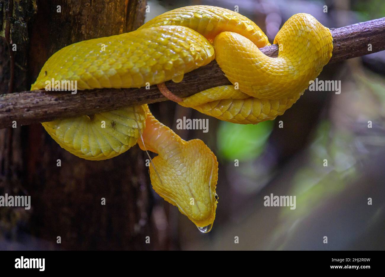 Eyelash pit viper (Bothriechis schlegelii), Cahuita National Park, Puerto Limon, Costa Rica Stock Photo