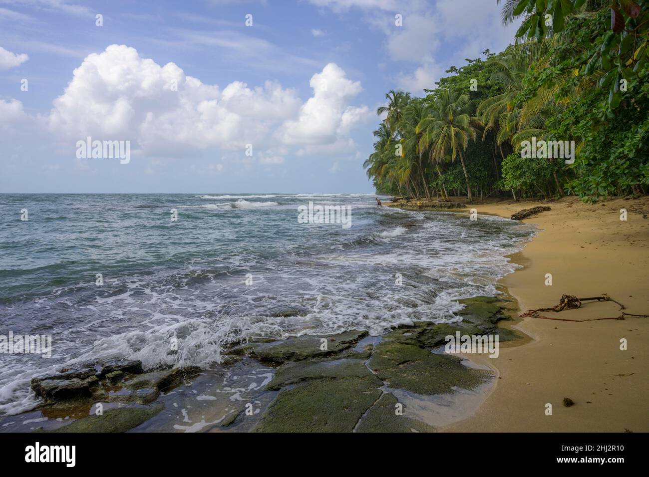 Sandy beach beach with palm trees, Manzanillo National Park, Puerto