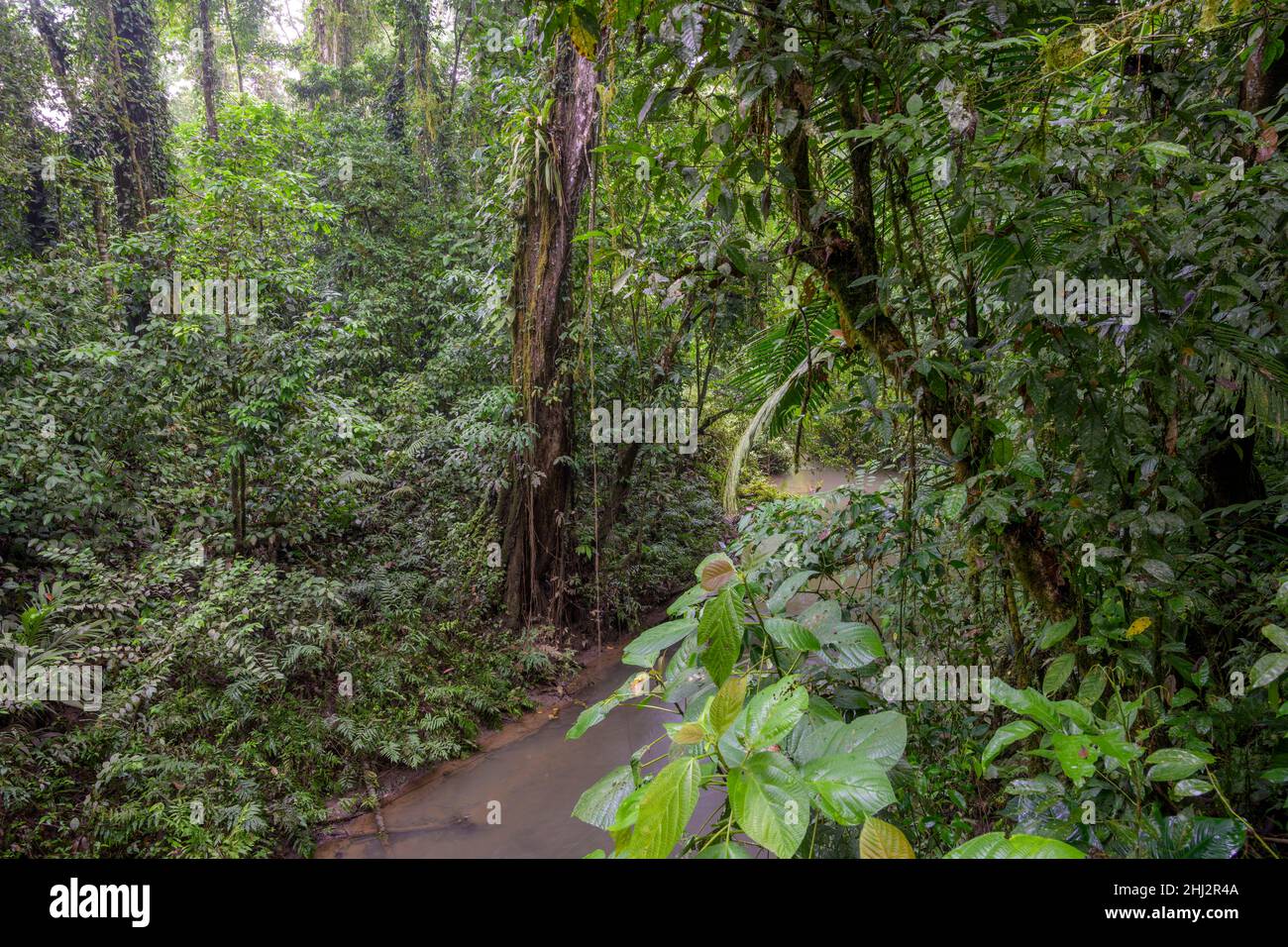 Rainforest by a stream, La Selva Biological Station, Sarapiqui, Heredia, Costa Rica Stock Photo
