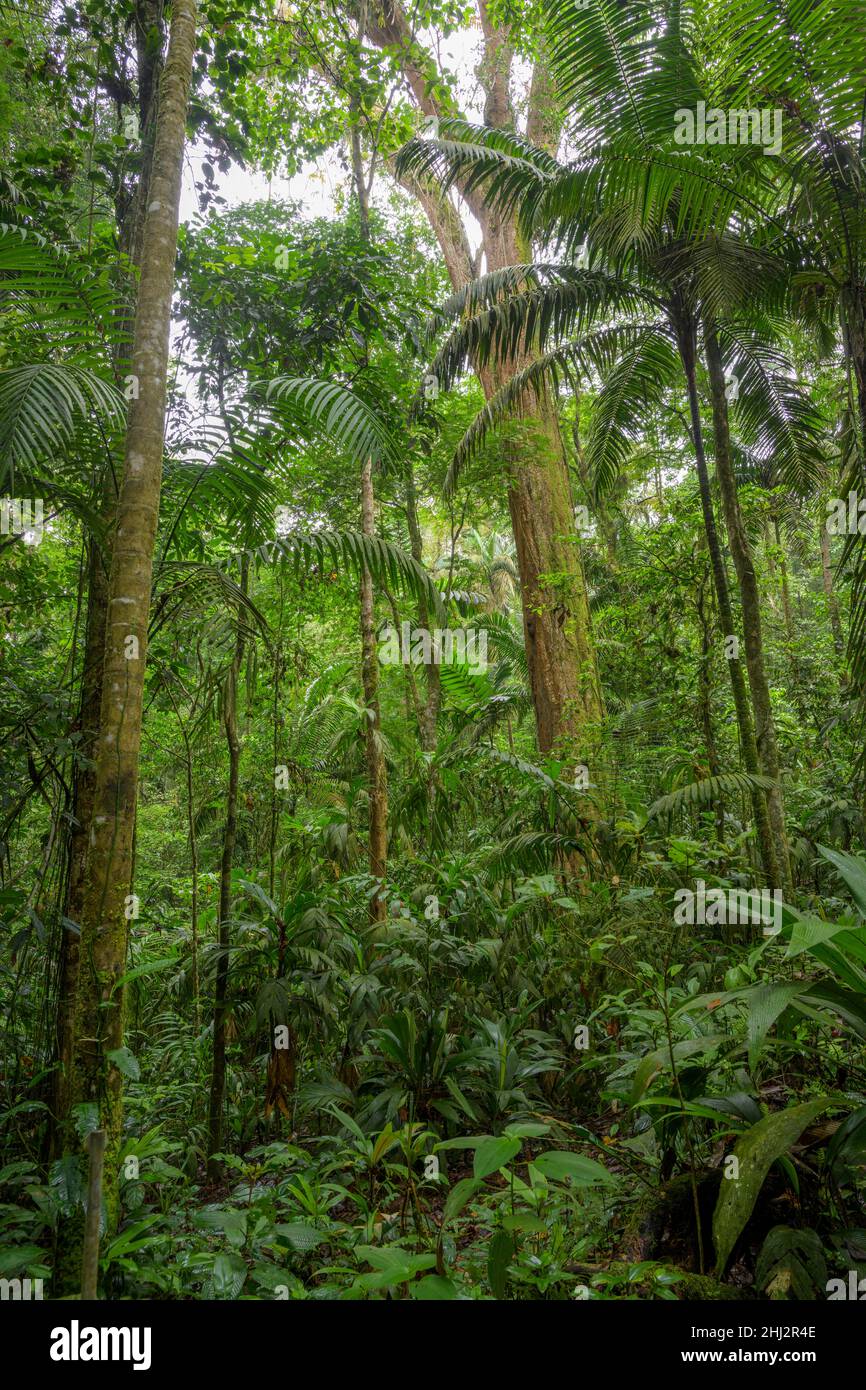 Rainforest, La Selva Biological Station, Sarapiqui, Heredia, Costa Rica Stock Photo