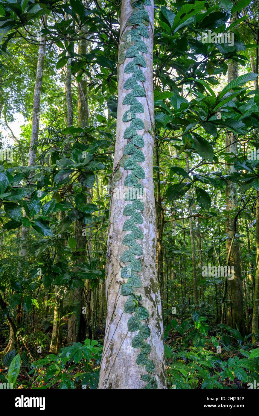 Leaf tendril on tree trunk, La Selva Biological Station, Sarapiqui, Heredia, Costa Rica Stock Photo