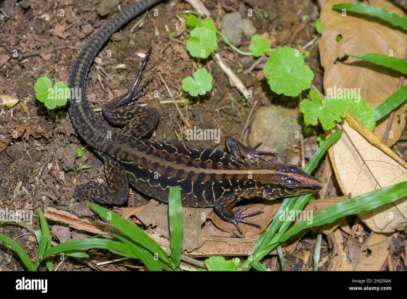 Holcosus Festivus (Ameiva Festiva), Tenorio National Park, Upala ...