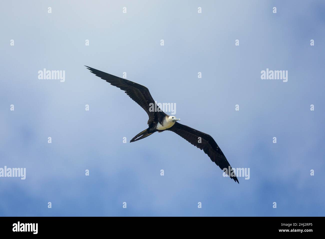 Magnificent frigatebird (Fregata magnificens) juvenile with white ventral plumage, Baya Avellana, Junquillal, Santa Cruz, Guanacaste Province, Costa Stock Photo