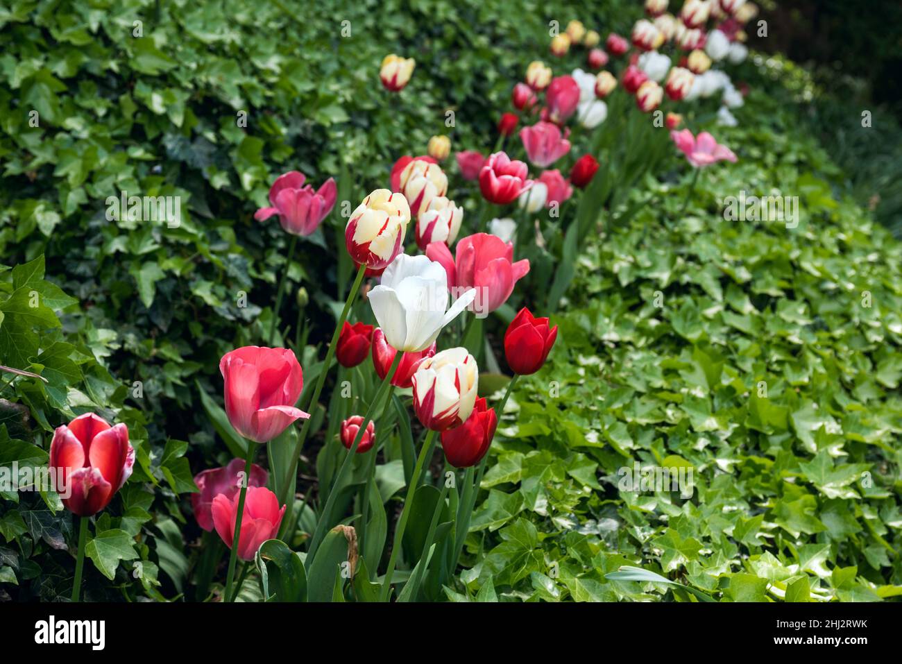 Tulip gardens at Crystal Hermitage, which is part of the Ananda community located about 15 miles northeast from Nevada City, California Stock Photo