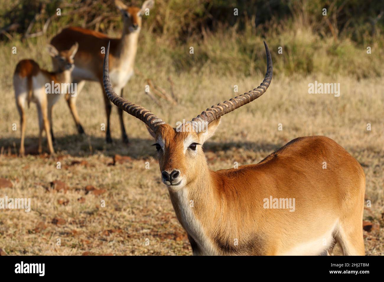 Red Lechwe Okavango Delta Botswana Stock Photo Alamy
