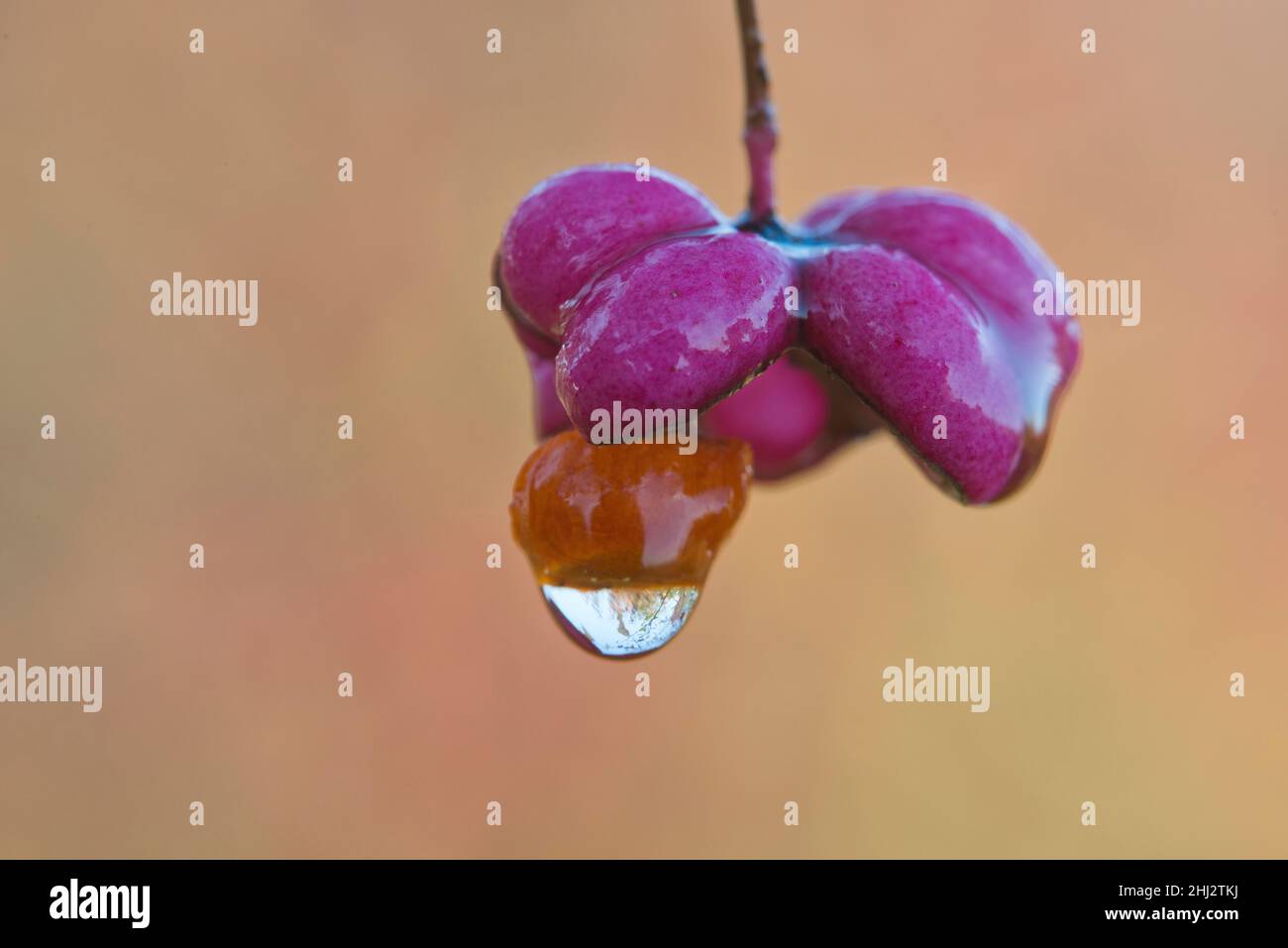 European spindle (Euonymus europaeus), fruits with dewdrops, Emsland, Lower Saxony, Germany Stock Photo