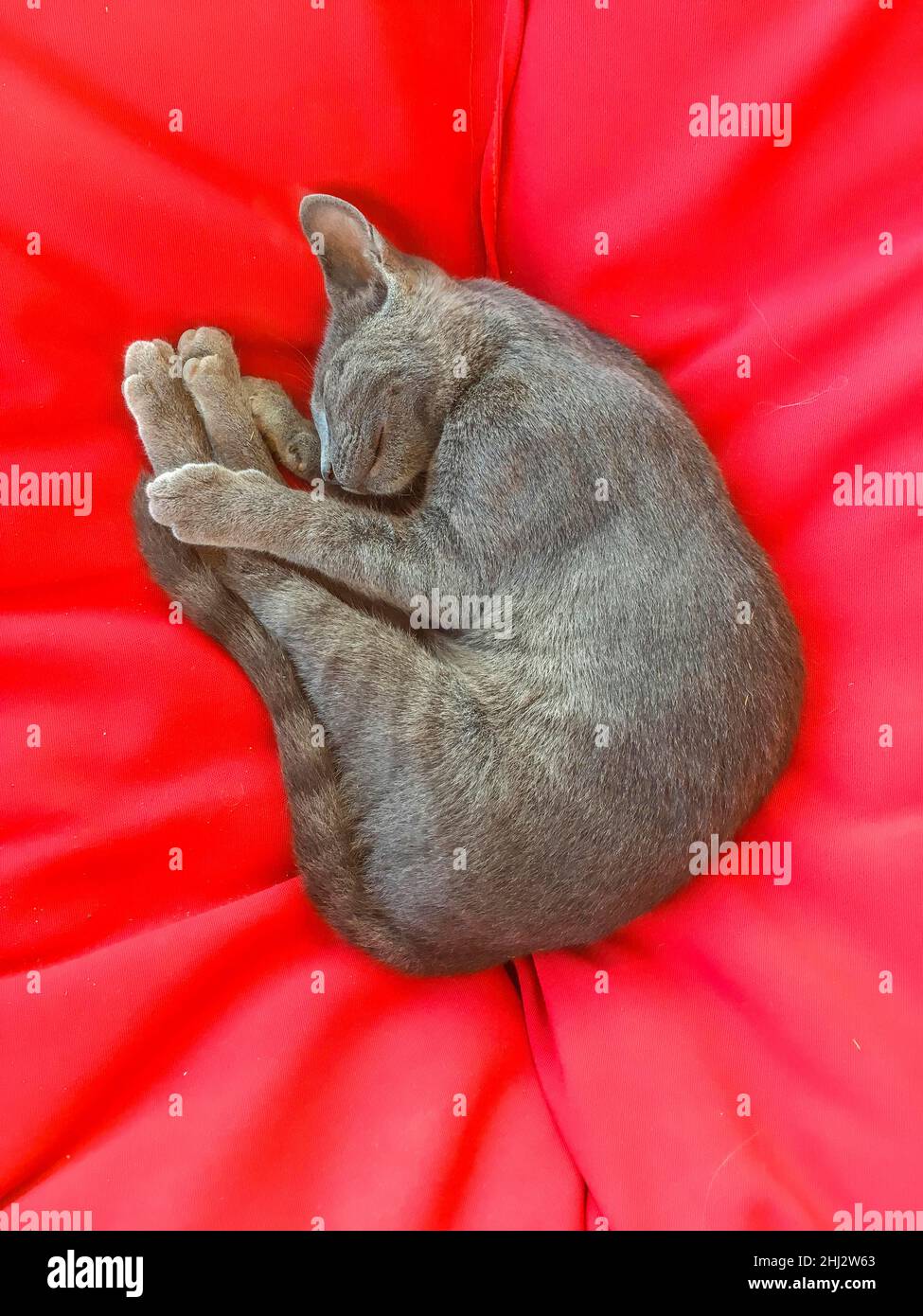 Grey cat sleeping on red sofa cushion Stock Photo