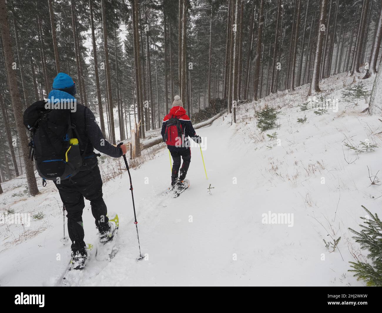 Snowshoe hikers during snowfall in winter, Tierpark Der Wilde Berg, Mautern, Styria, Austria