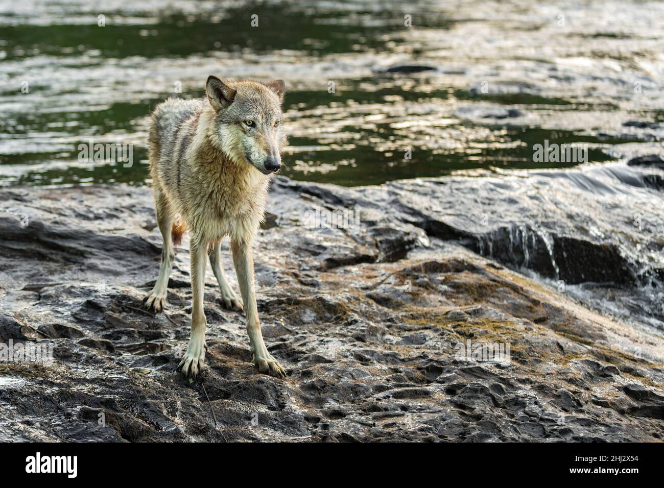 Grey Wolf (Canis lupus) Stands on Rocky Shore Next to River Summer ...