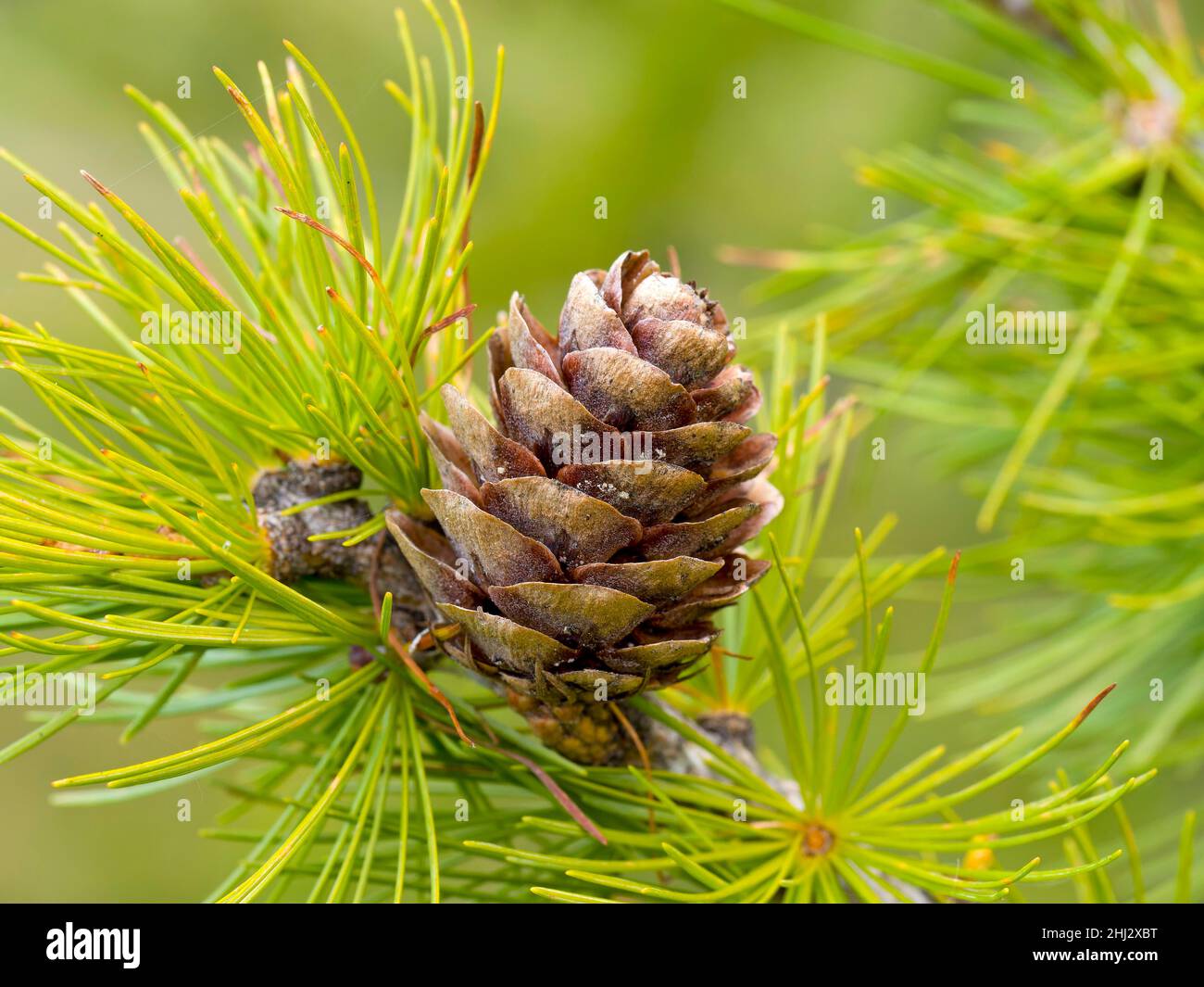 Larch cones and european larch (Larix decidua), Salten, Jenesien, Bozen, Bolzano, South Tyrol, Italy Stock Photo
