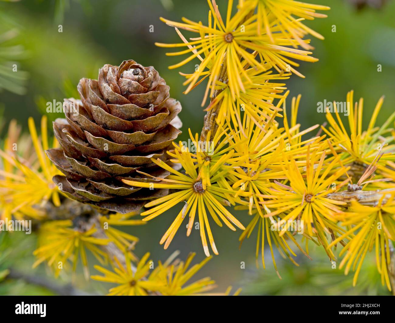 European larch (Larix decidua), cones and autumn needles, Salten, Jenesien, Bozen, Bolzano, South Tyrol, Italy Stock Photo
