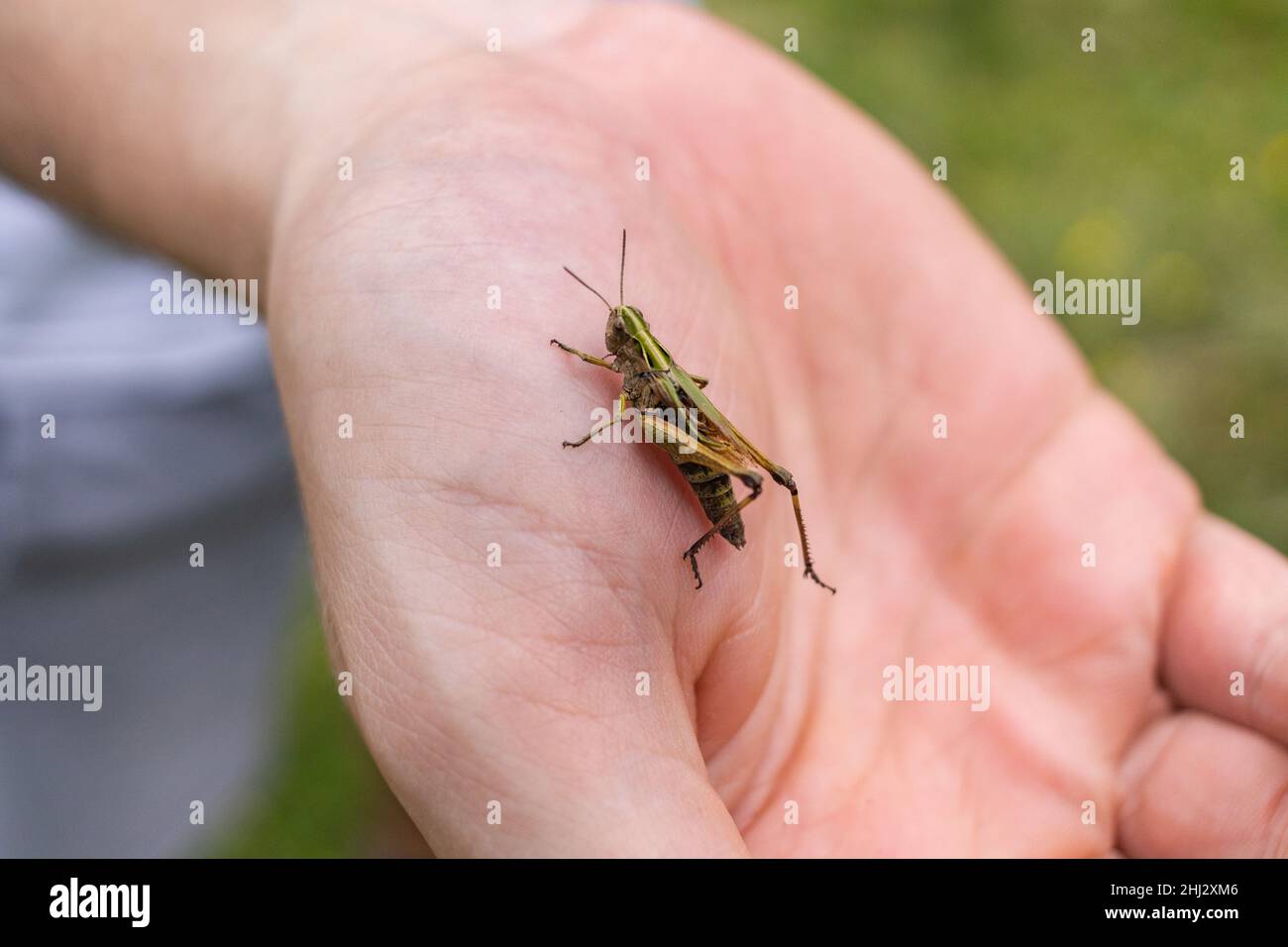 grasshopper sits on a palm, the Caelifera Stock Photo