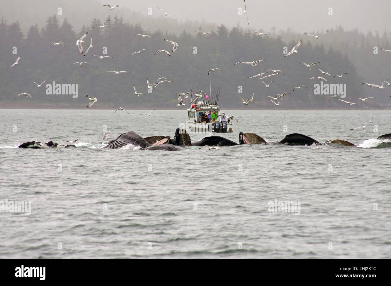 A group of humpback whales in front of a small boat, seagulls in the