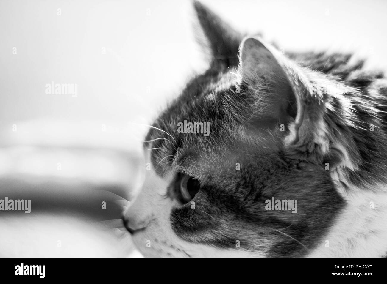 Cat face side view Black and White Stock Photos & Images Alamy