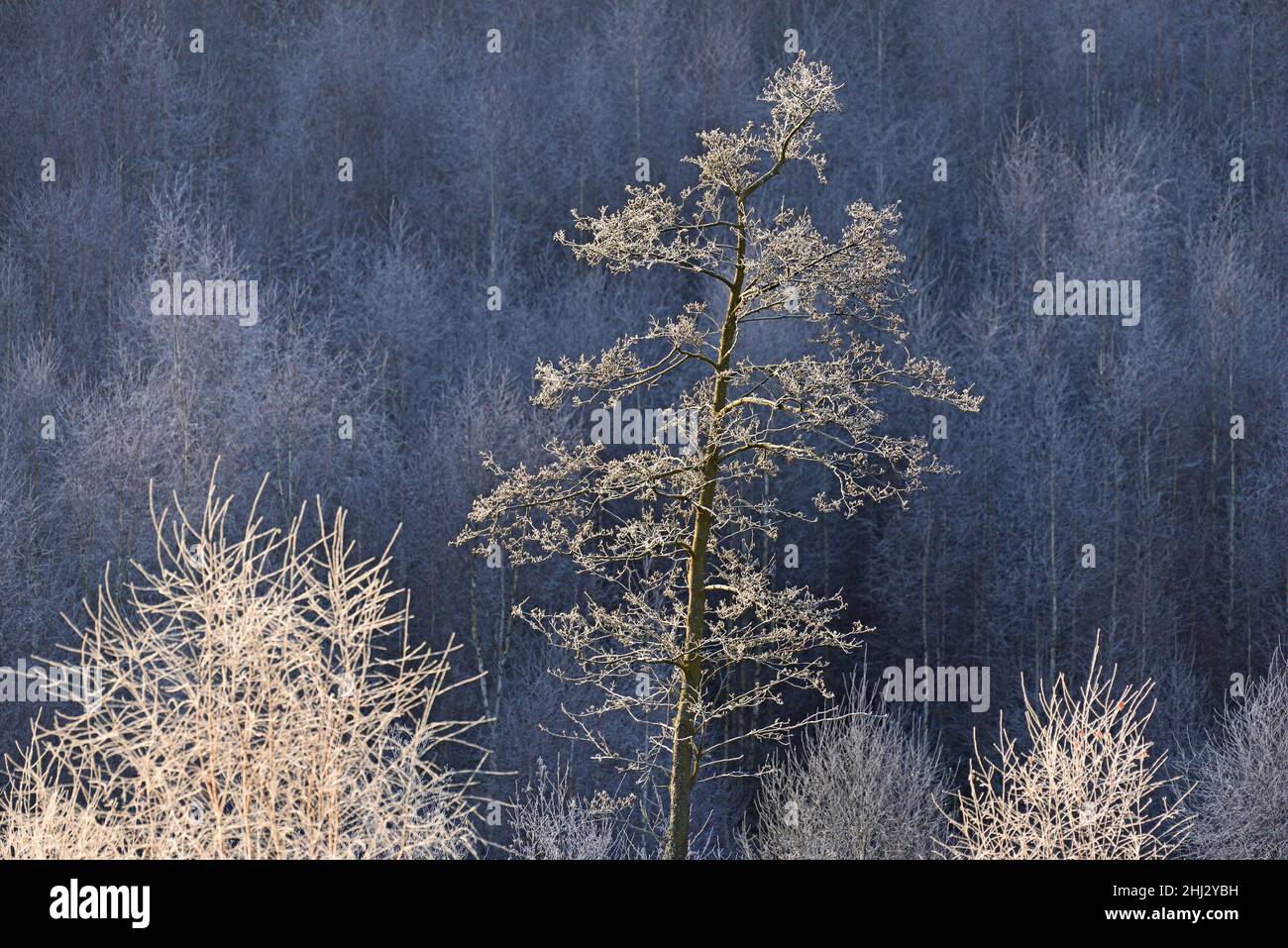 Forest clearing, alder (Alnus) and birch (Betula) with hoarfrost, Arnsberg Forest nature Park, North Rhine-Westphalia, Germany Stock Photo