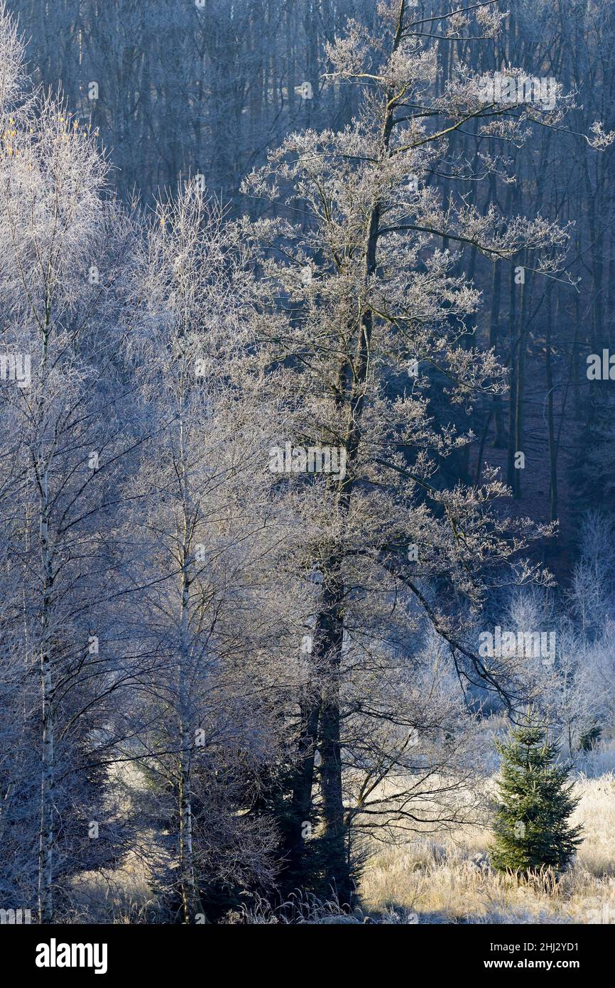 Forest clearing, birch (Betula), alders (Alnus) and european spruce (Picea abies) with hoarfrost, Naturpark Arnsberger Wald, North Rhine-Westphalia Stock Photo