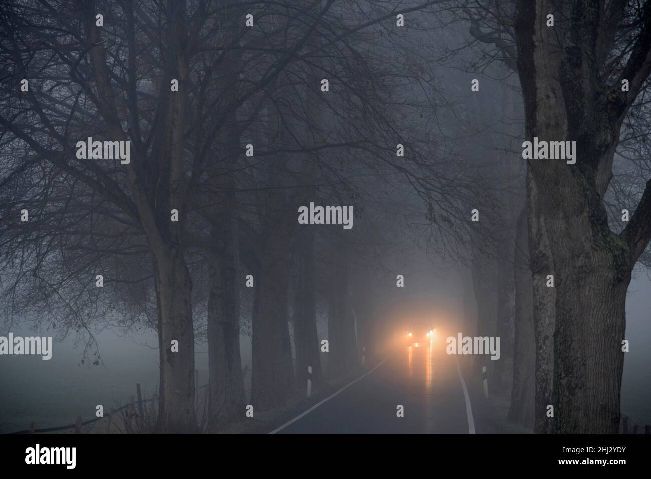 Avenue of trees in early morning fog, cars driving with dipped headlights, North Rhine-Westphalia, Germany Stock Photo