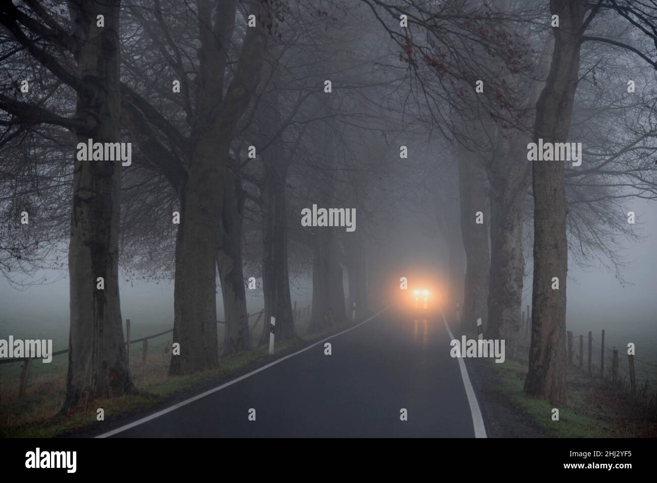 Avenue of trees in early morning fog, cars driving with dipped headlights, North Rhine-Westphalia, Germany Stock Photo