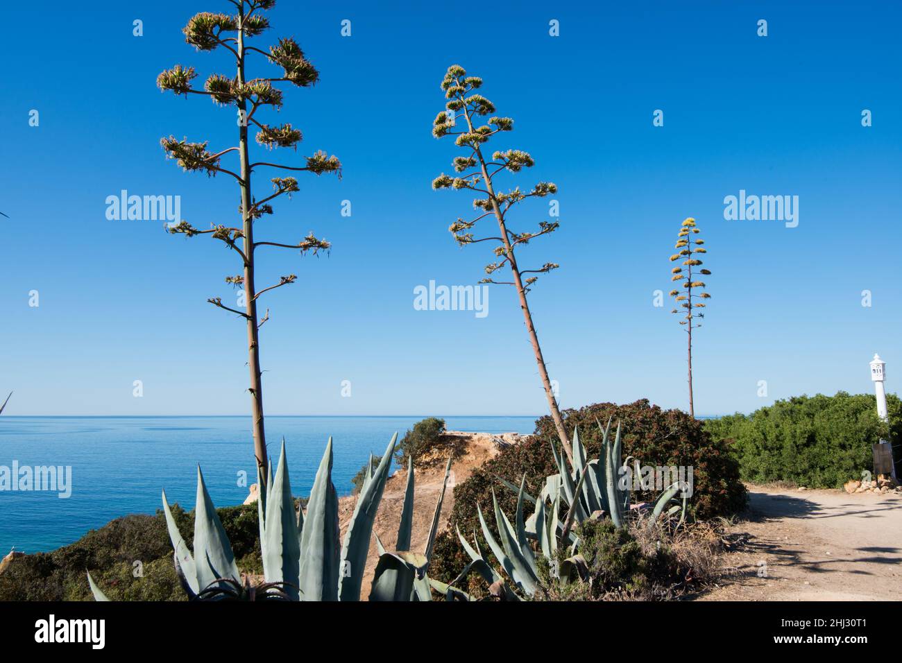 Agave americana, century plant or maguey. Succulent plant from America  widely found near the sea in Algarve, Portugal. Europe Stock Photo - Alamy