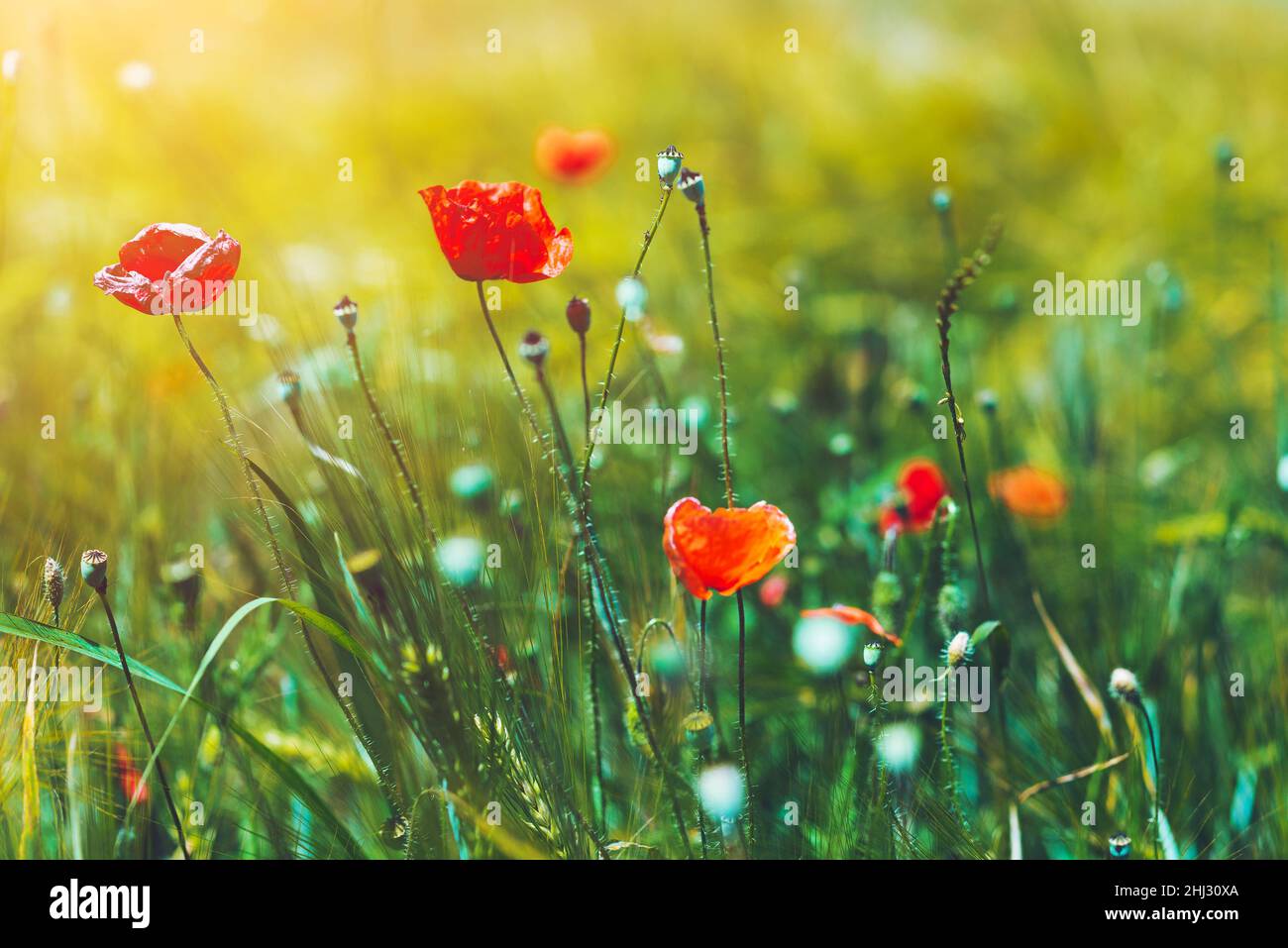 Beautiful red poppy flowers in the field, details background Stock Photo