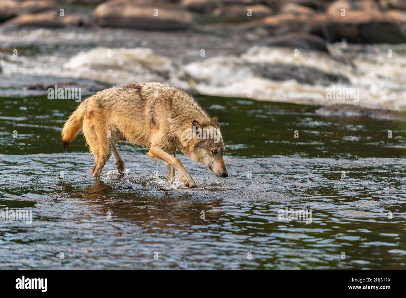 Grey Wolf (Canis lupus) Walks Through River Summer - captive animal ...