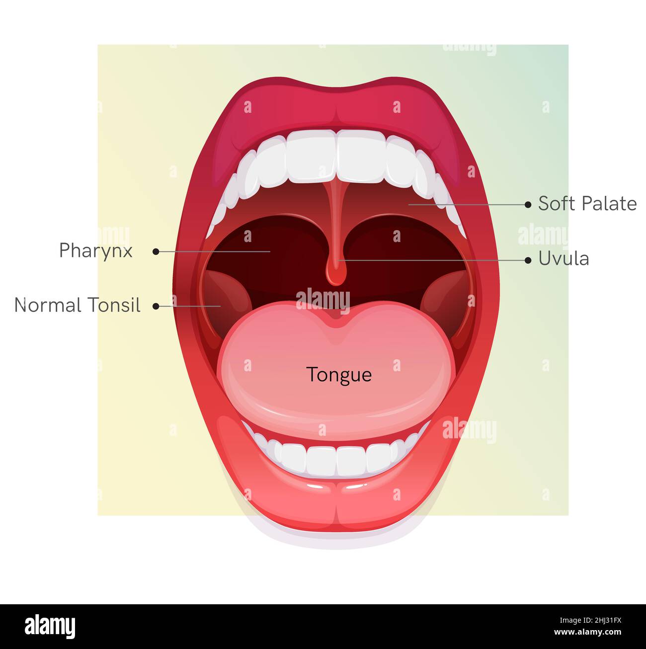 Open Healthy Mouth Anatomy Stock Illustration as EPS 10 File Stock