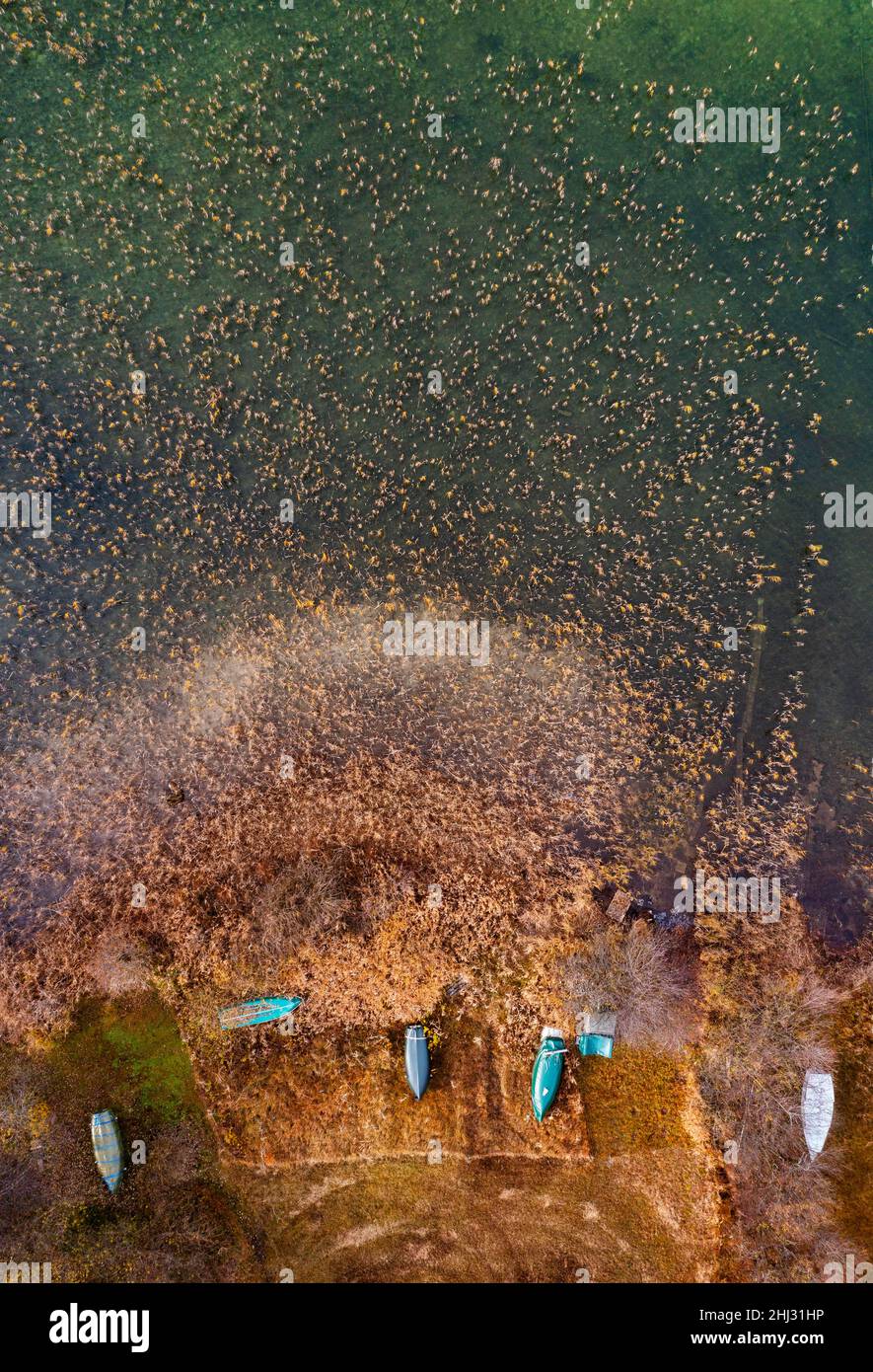 Drone shot, fishing boats in the reed belt on the shore of the Irrsee, from above, Salzkammergut, Upper Austria, Austria Stock Photo