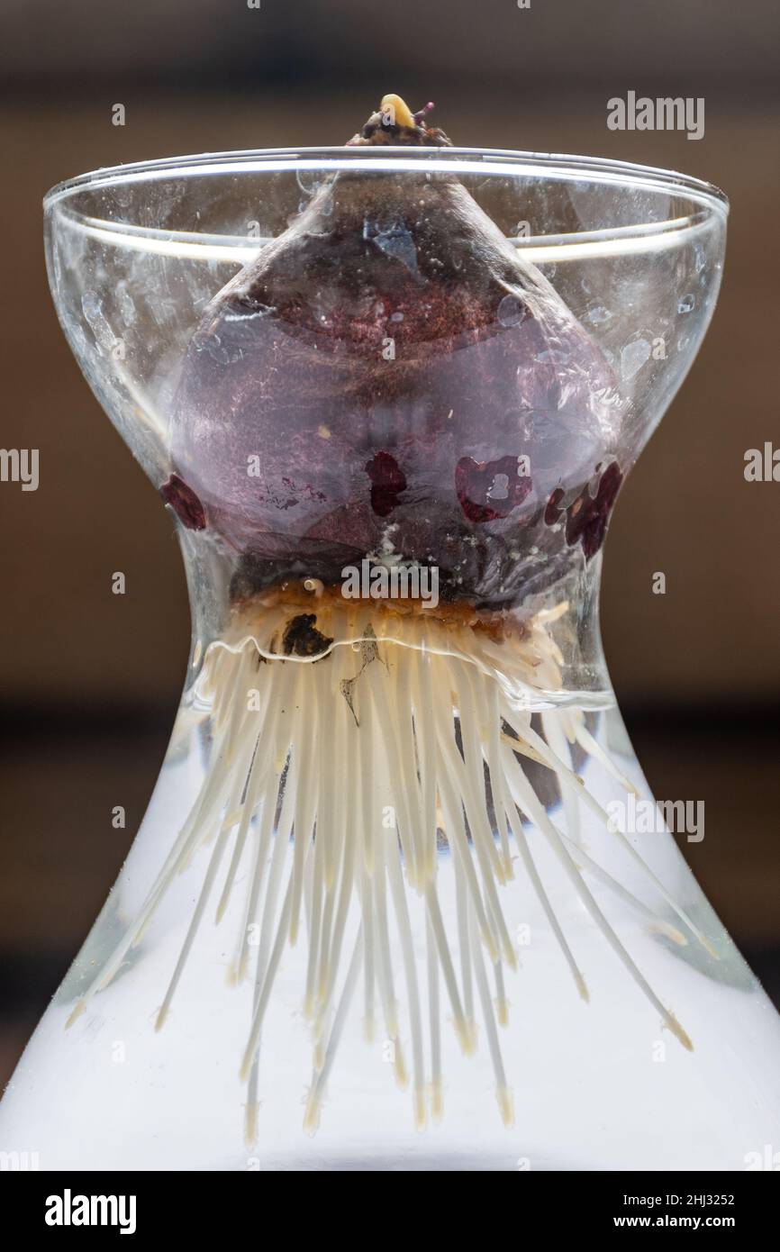 Hyacinth bulb with roots growing in water in a glass vase Stock Photo