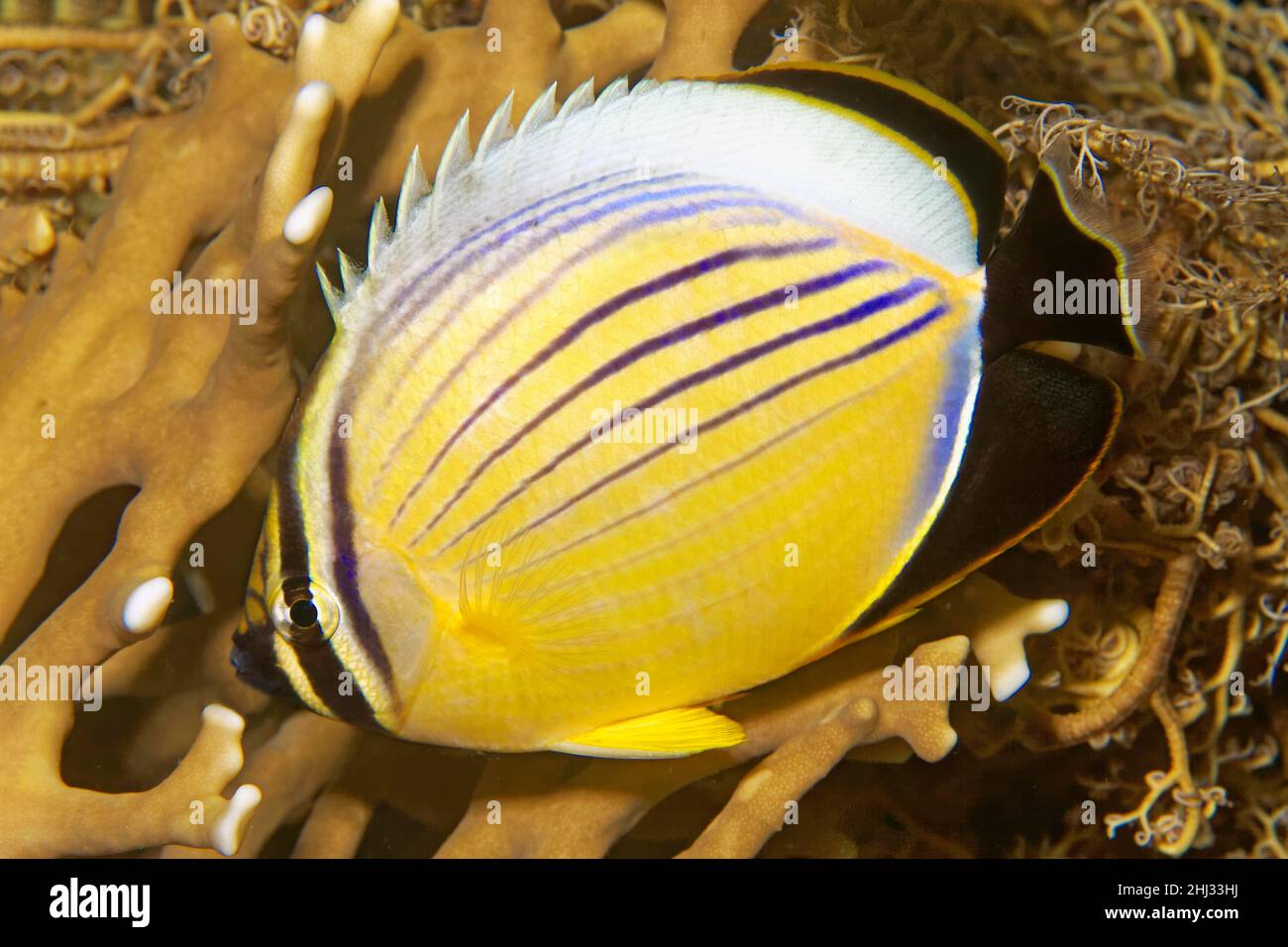 Red Sea Ripple Striped blacktail butterflyfish (Chaetodon austriacus), Red Sea, Egypt Stock Photo