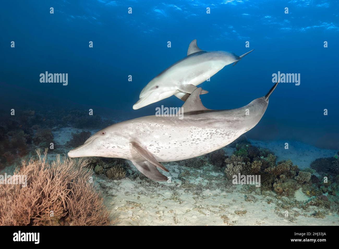 Two bottlenose dolphin (Tursiops truncatus), female, with young, calf, coral reef, Red Sea, Egypt Stock Photo